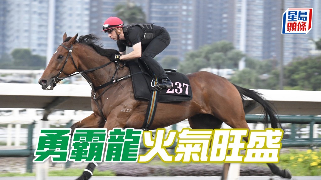 「勇霸龍」身壯神態活躍，打仔馬長期呈勇。