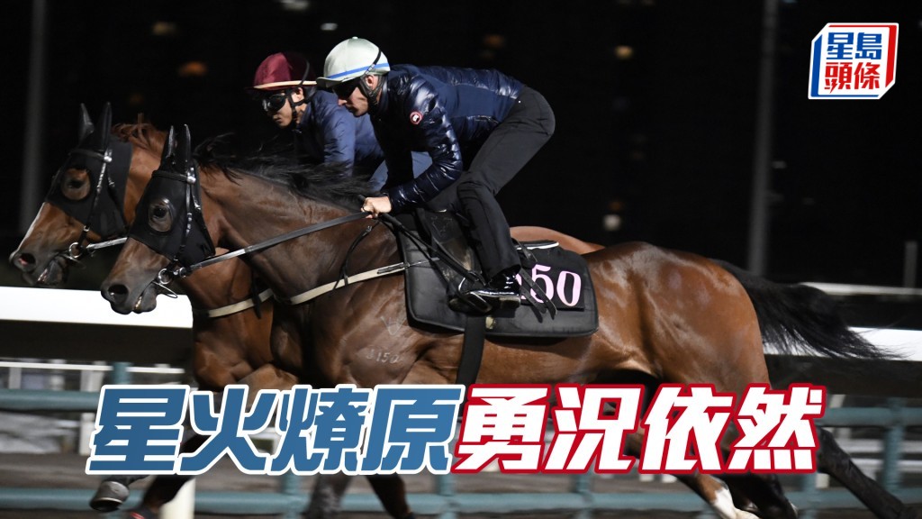 「星火燎原」神態活潑火氣未減，毛色悅目體力充沛。