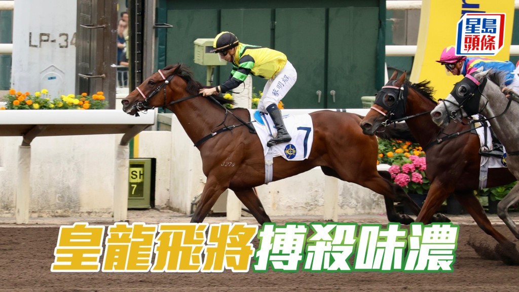 「皇龍飛將」狀態復甦，今次重回贏馬路程兼配布文，搏殺味濃。