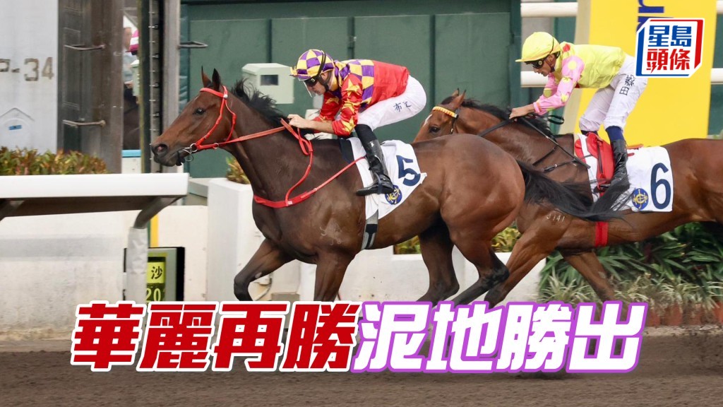 「華麗再勝」泥地勝出
