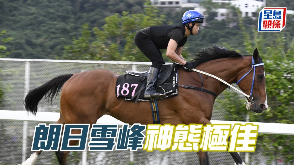  「朗日雪峰」步勁爽朗馬身粗壯，論態出色。