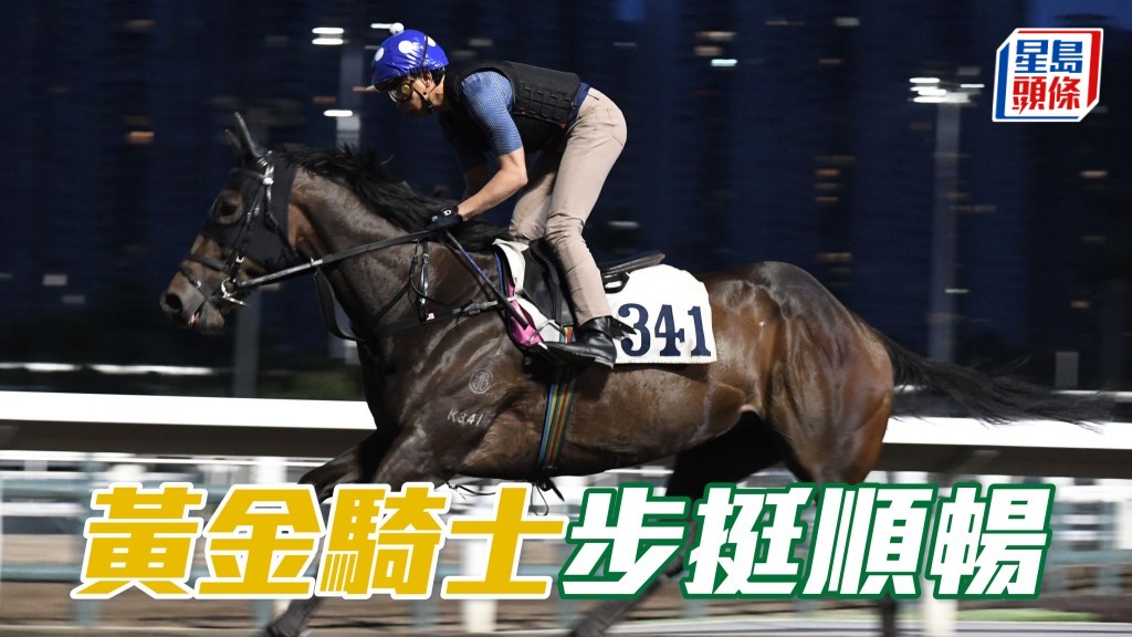 「黃金騎士」(圖) 助手踱一圈，步挺順暢又彈力，神態軒昂雙目有神，馬身壯碩毛色現光澤，近況了不起。