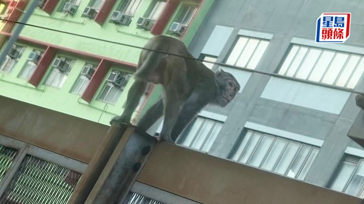 猴子闖入觀塘綫九龍灣站附近的路軌範圍。網圖