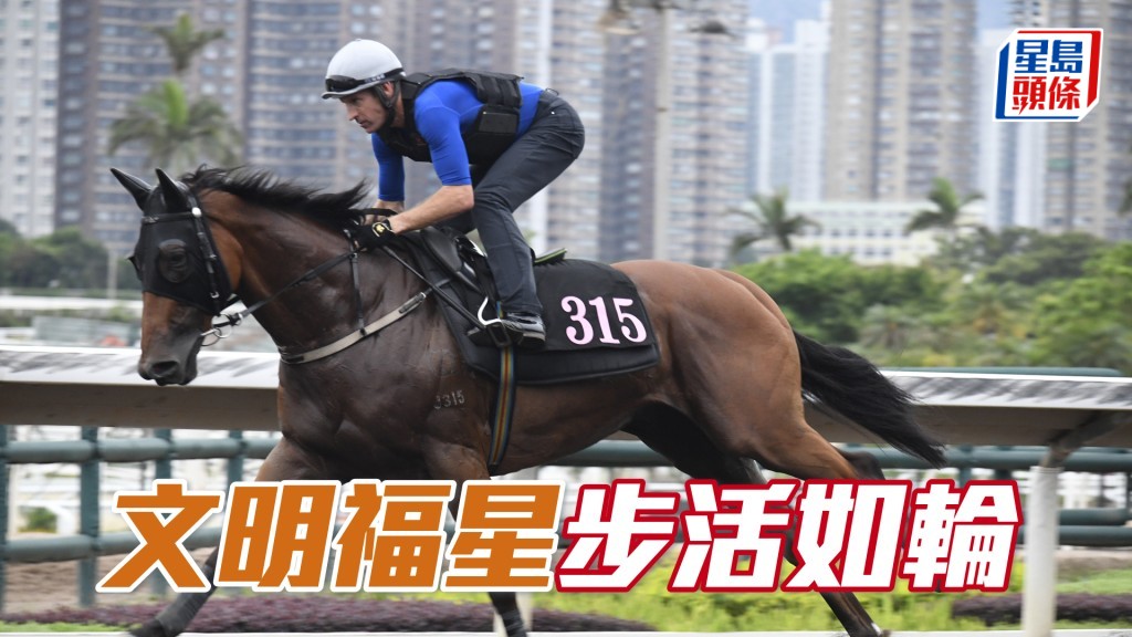 「文明福星」馬身收得壯，神采飛揚狀態勇銳。