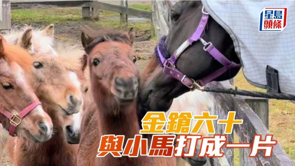 馬主陳家樑分享了一位日本馬迷拍攝的短片,片中何澤堯、「金鎗六十」(圖) 以及牧場內的數匹小馬仔玩耍,互動片段充滿溫馨的氛圍。(相片和短片截圖來源: 馬主陳家樑提供,IG @mogutaro_umauma )