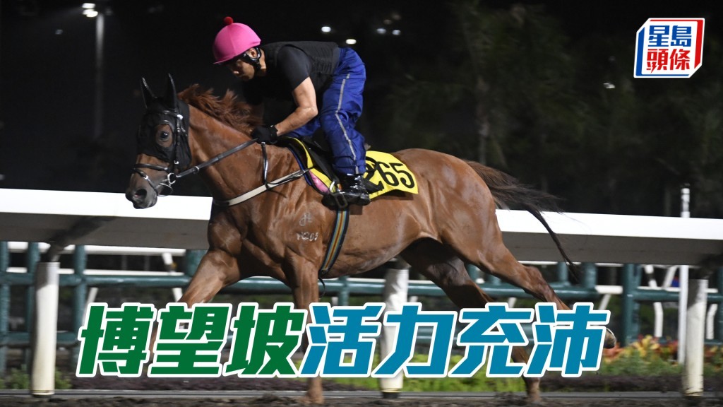 「博望坡」馬身收得結實，毛色好靚金光閃閃，外觀引人。