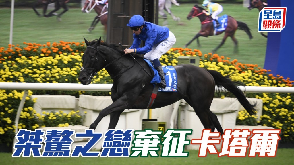 「桀驁之戀」(圖) 練馬師艾柏賓對其最後試跑表現不滿意，於是決定放棄遠征卡塔爾，待至稍後時間再出賽。