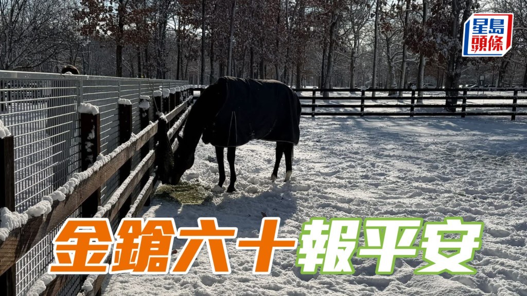 馬主陳家樑表示「金鎗六十」沒有受地震影響，一切生活如常。