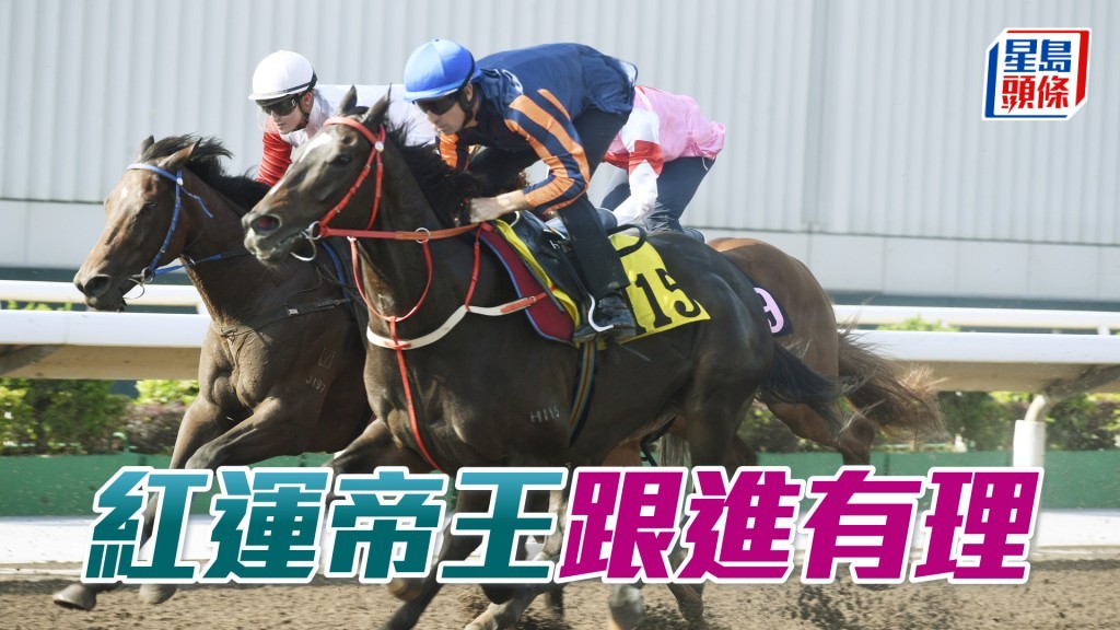 「紅運帝王」是五歲北半球馬，估計戰鬥力仍在高峰期，凡跑千四、千六都要時刻提防。