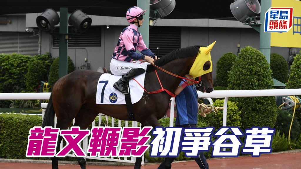 「龍文鞭影」明晚將出戰第四場四班一哩。