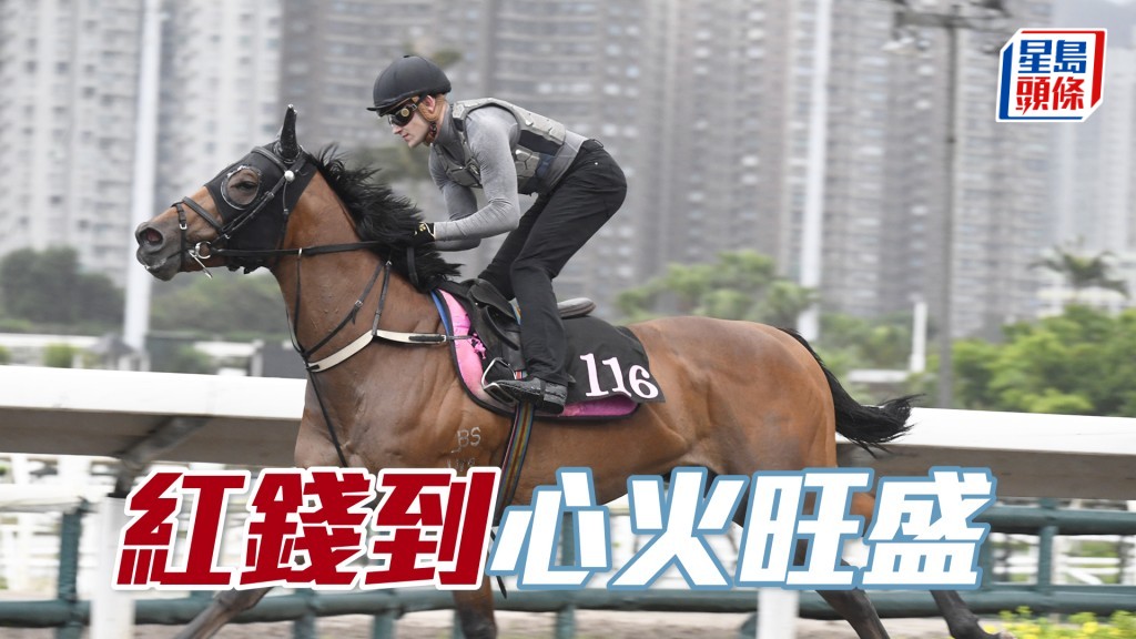 「紅錢到」谷起雞公頸好醒神，持續見好神采奕奕。