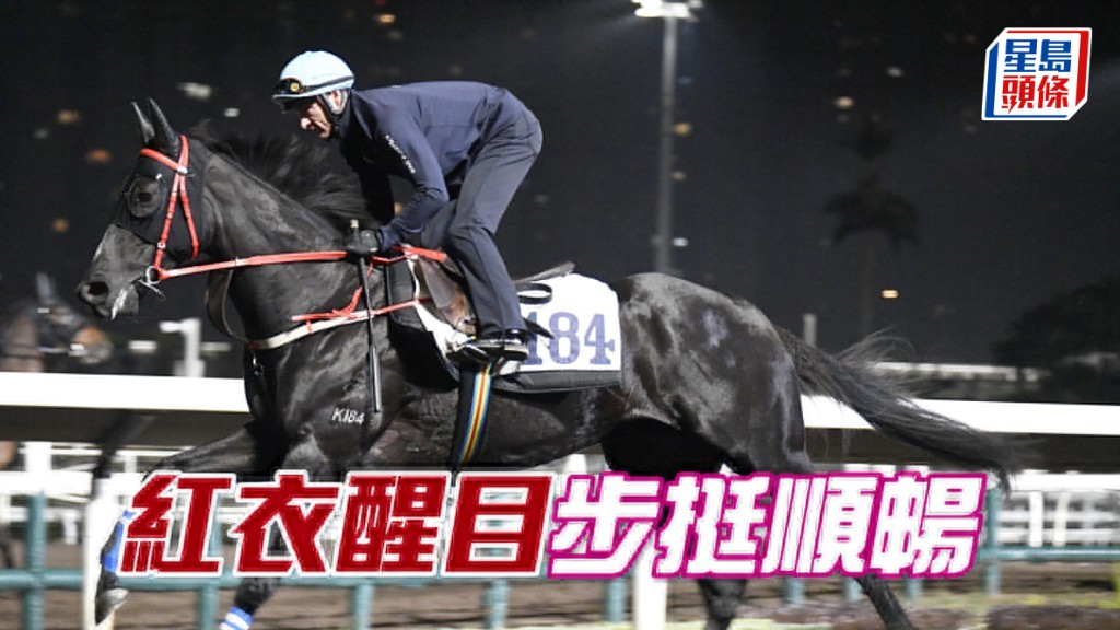 「紅衣醒目」馬身壯全身肌肉，狀態弗到漏油。