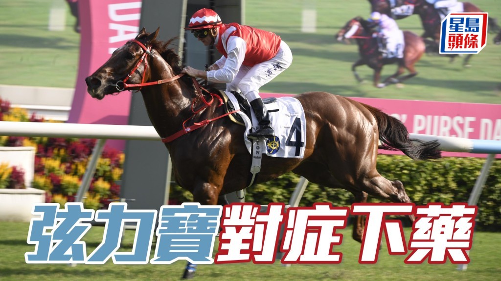 「弦力寶」口勁過重，出彎要盡早望空導致多走腳程，終未能趕過「寶進」惜敗，蔡約翰今次決定為牠加配頭罩是對症下藥。