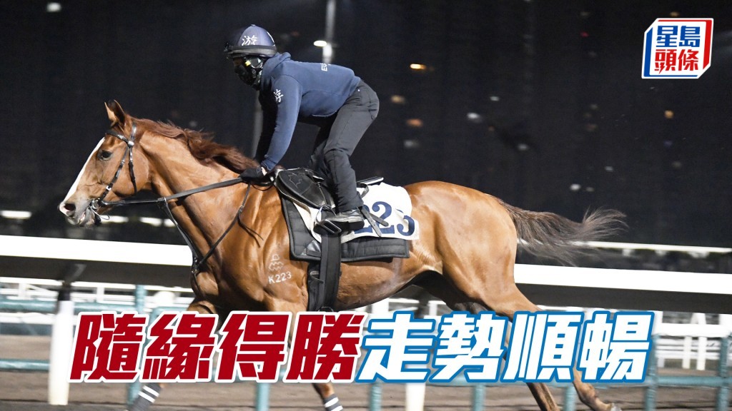 「隨緣得勝」表現淡定試得好，馬身扎實毛色又靚。
