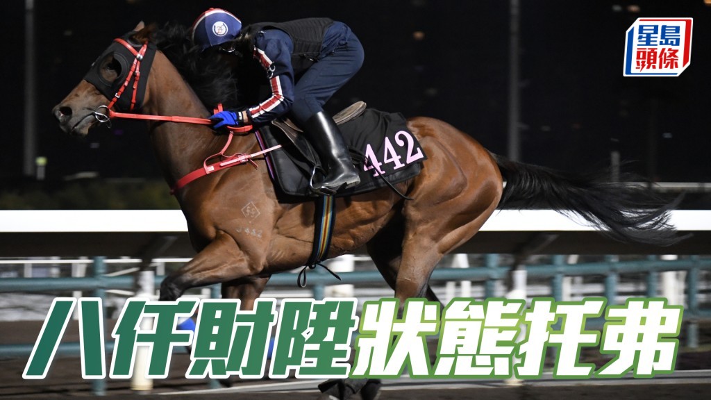 「八仟財陞」出腳步大開揚有勁，毛色油潤悅目，狀態托弗。