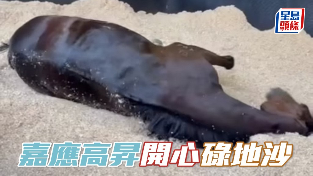 「嘉應高昇」開心碌地沙