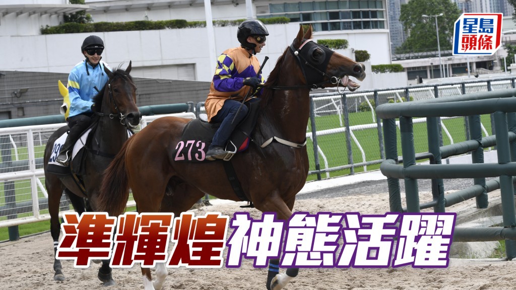 「準輝煌」步履輕盈兼彈力十足，勇況已備。