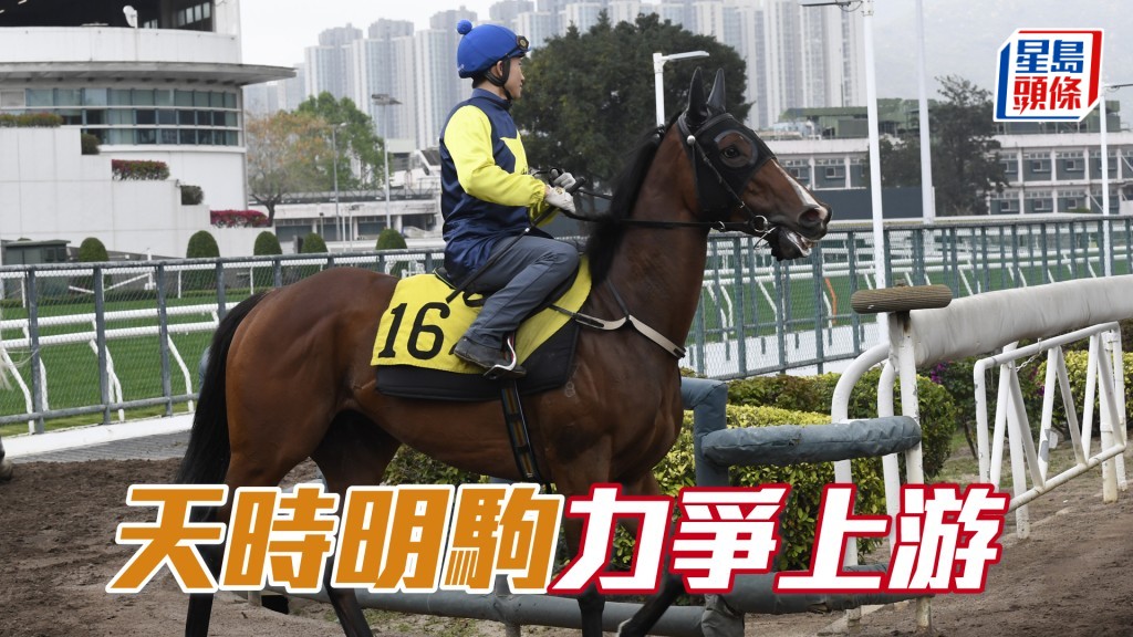 「天時明駒」縮程跑一哩，同場得「怪獸豪俠」放頭，若早段取得靚位有機會一爭。
