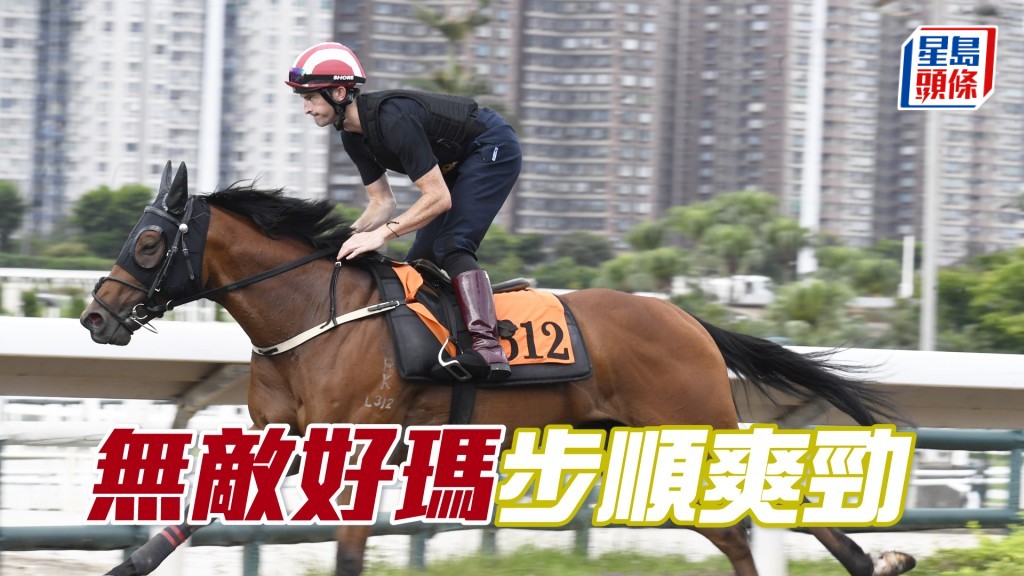 「無敵好瑪」毛色油潤悅目，馬身夠壯夠扎實。