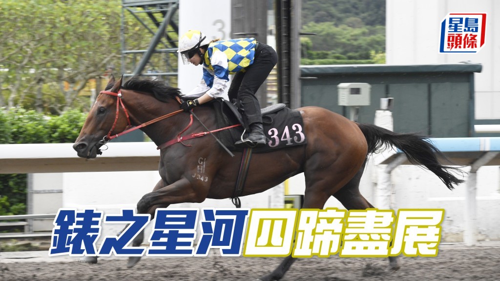 「錶之星河」身壯呈現條線美，目光炯炯有神。