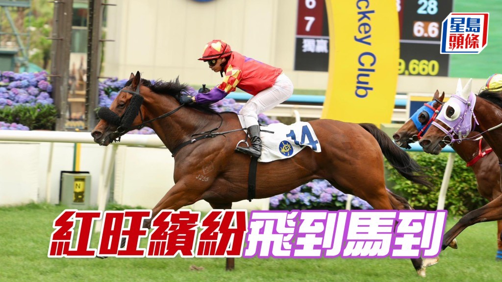 「紅旺繽紛」飛到馬到