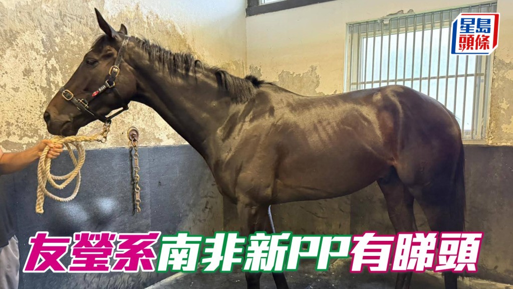 楊毅伉儷生力軍「友瑩光」(圖) 是南非四歲自購馬,由廖康銘訓練,目前正在沙田接受操練,為新季賽事做好準備。