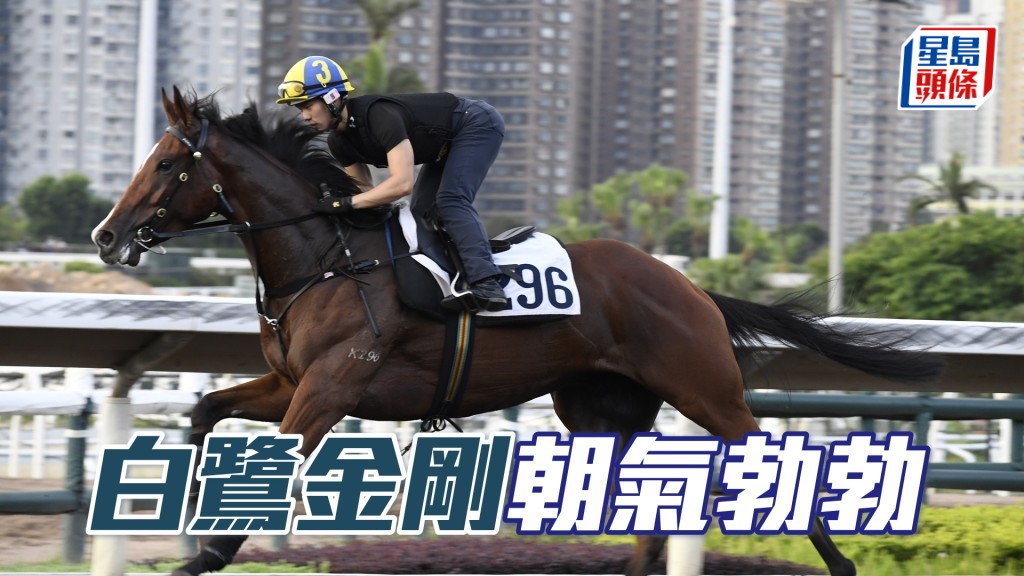 「白鷺金剛」神態自若，身靚力度充足。