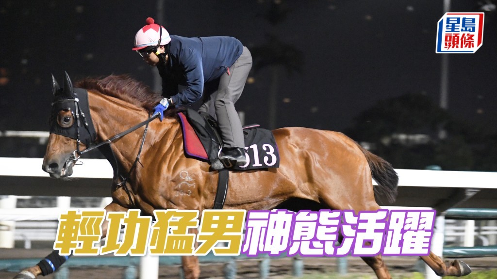 「輕功猛男」身壯毛色悅目，論態出色。