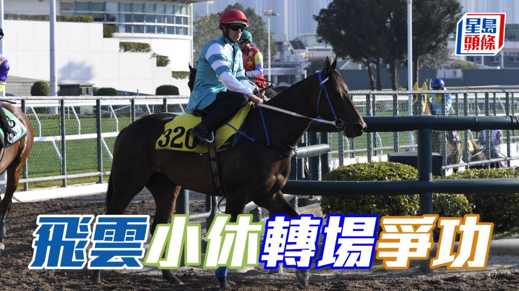 黃婉曼老公愛駒「飛雲」(圖),小休後轉爭較少跑的田草,或可為馬兒帶來新鮮感,為黃婉曼和其丈夫帶來勝利喜悅。