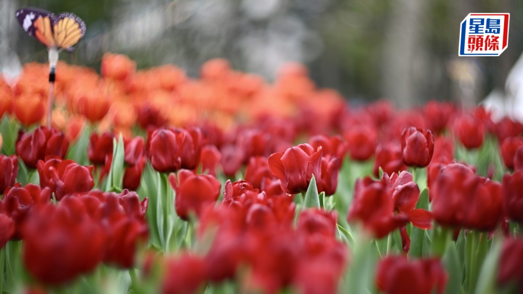 花卉展2026｜周日晚上9時閉幕 下周一免費派發3500盆植物  每人限取一盆