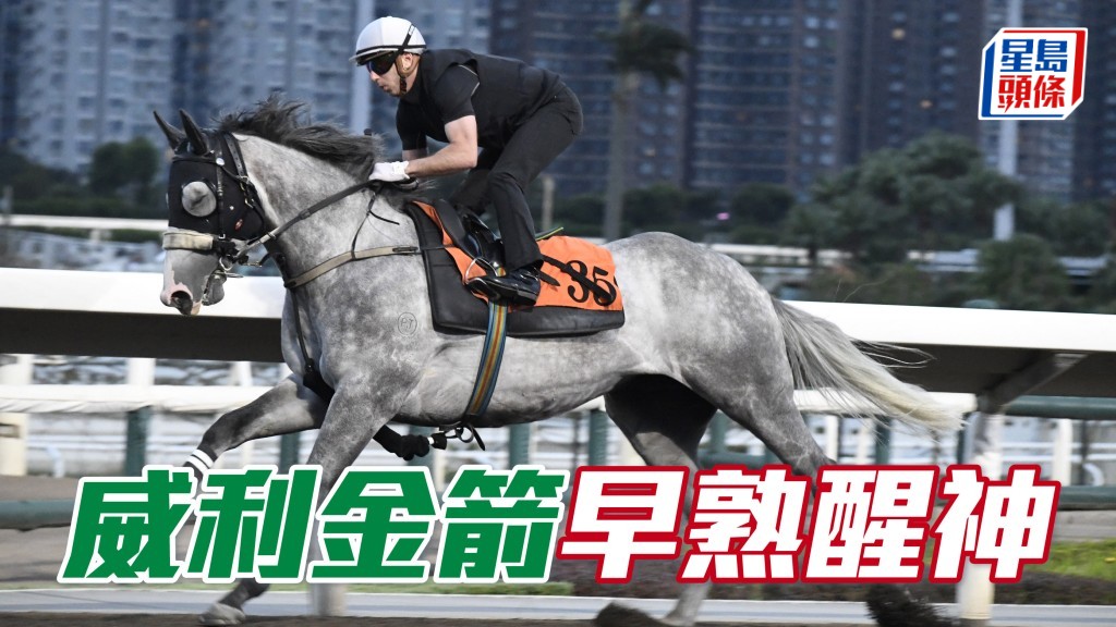 「威利金箭」近來早課擔高頭走相當神氣，步順力雄火氣充裕，馬身壯到不得了，早熟馬好醒神。