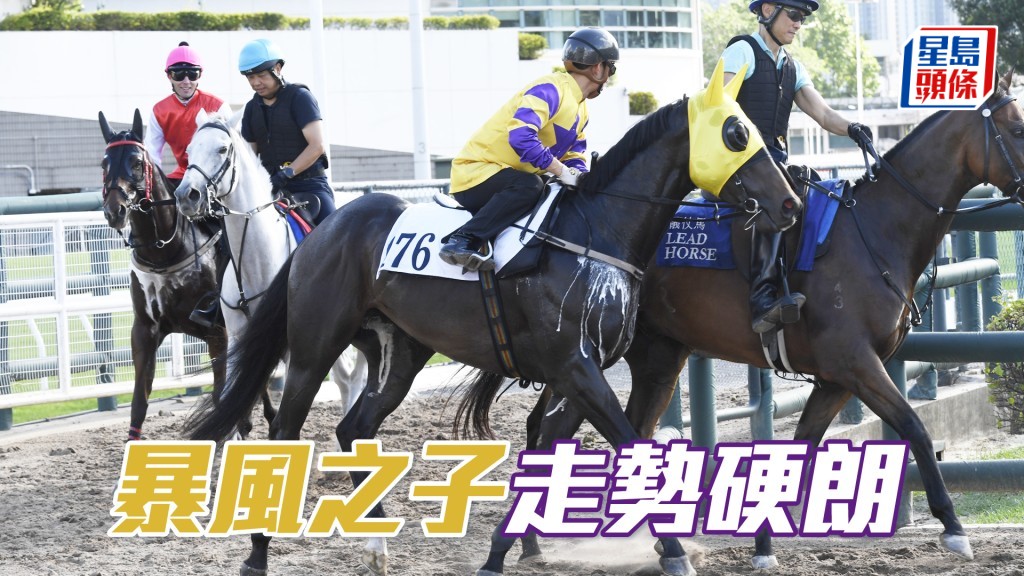 「暴風之子」神態活潑火氣未減，體力充沛勇況依然。