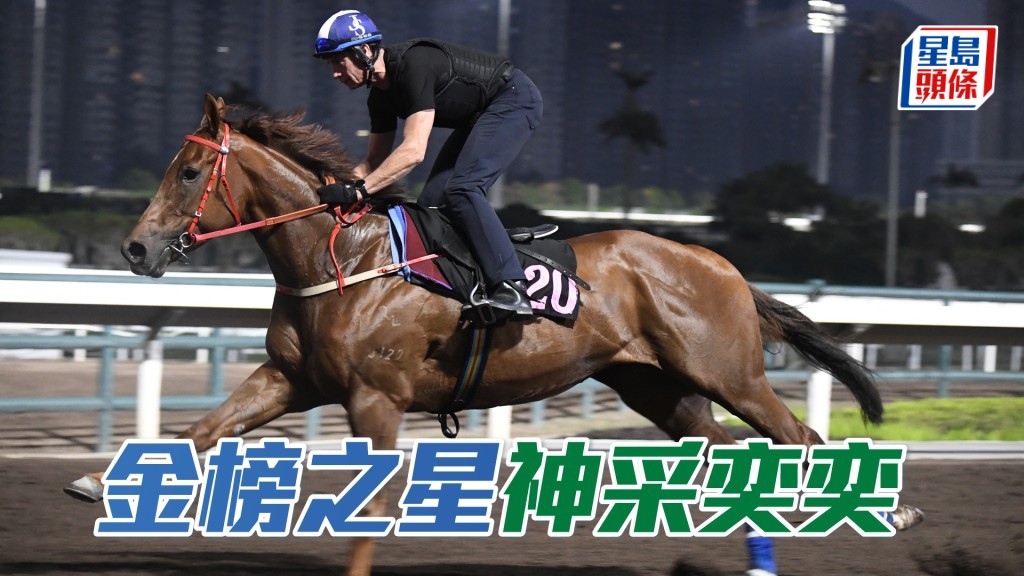 「金榜之星」出腳步挺貫注力足，馬身收得壯碩，神采奕奕。