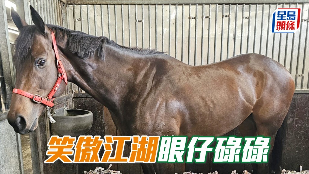 「笑傲江湖」馬兒眼仔碌碌，準備就緒，迎接明天的賽事。