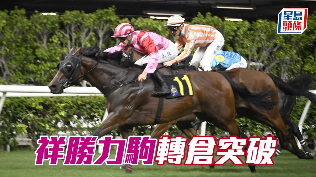「祥胜力驹」季内六战虽未胜，却都所负不远，转仓有望交出好成绩。