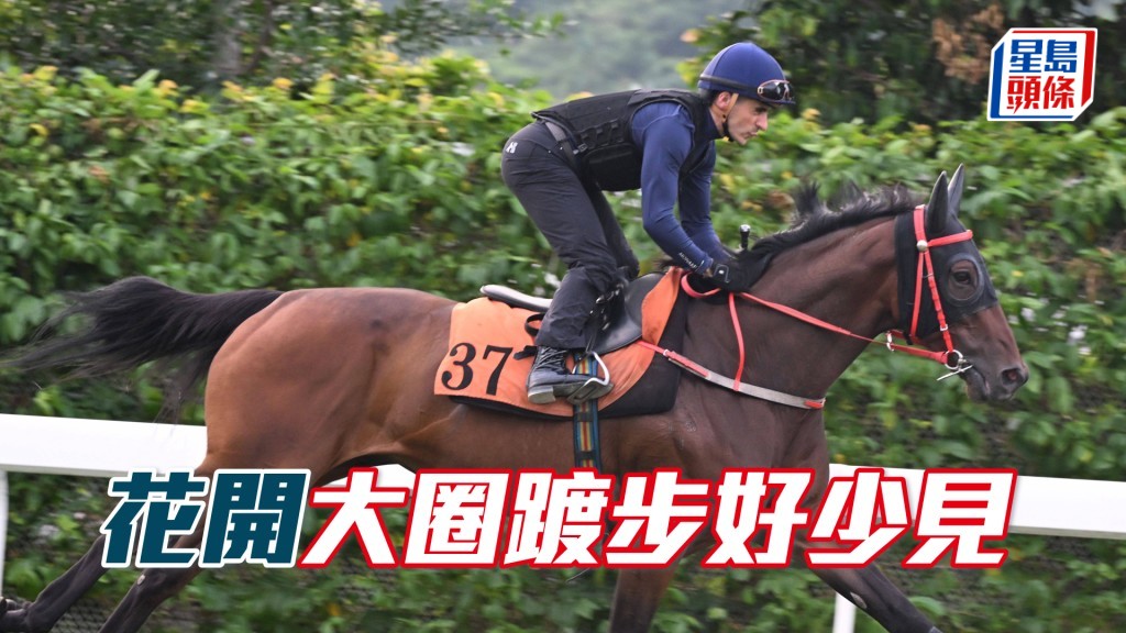  「花開」今朝罕見到大圈踱步。