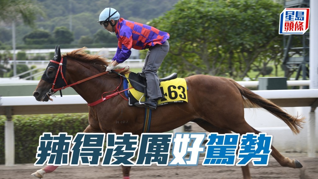 「辣得凌厲」明日在港初出，角逐第五場四班千二米。