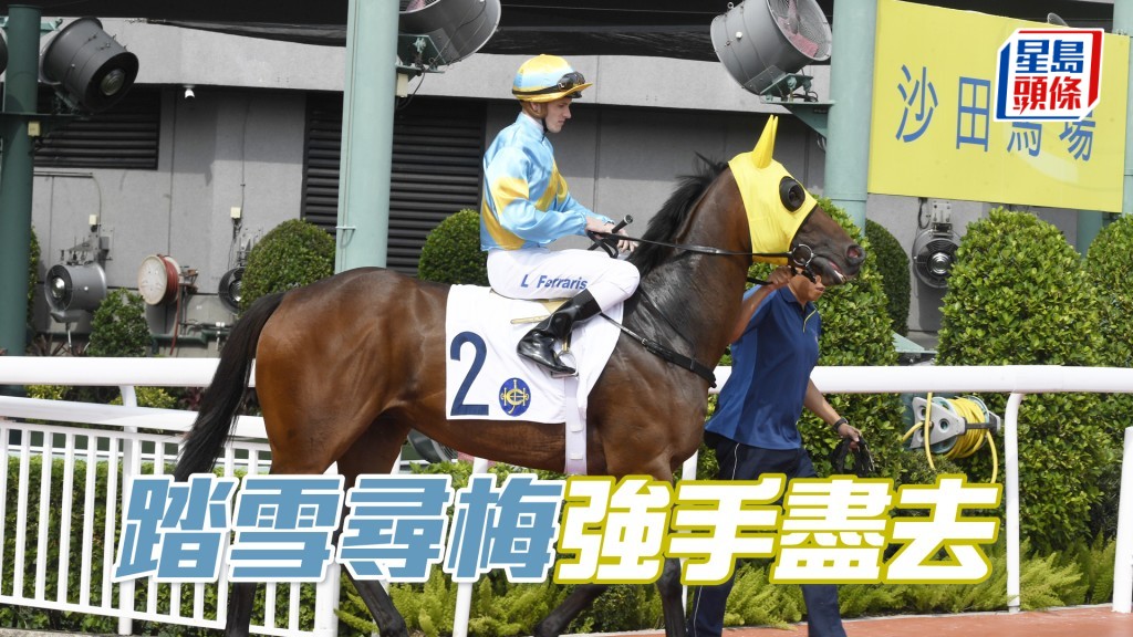 「踏雪尋梅」雖未勝，但演出算理想，續配潘頓排三檔，強手遠去有望坐正。