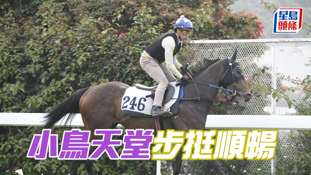 「小鳥天堂」全身肌肉力度充沛，弗到不得了。