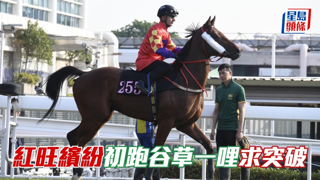 「红旺缤纷」今次转场初跑谷草一哩，由近期手风转顺的潘明辉操刀，或有力试出彩虹。