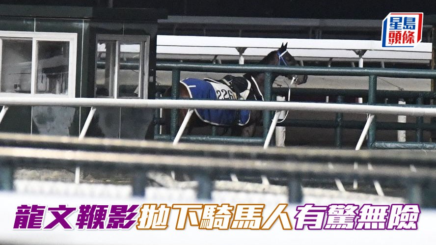今早大约六时，方厩的「龙文鞭影」(图) 在内圈操练时，突然抛下骑马人，幸而空马迅速被捉住，人马均无碍，有惊无险。