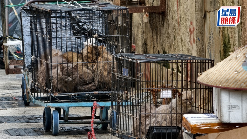 深水埗多隻長毛貓被困鐵籠棄後巷 精神萎靡衞生惡劣