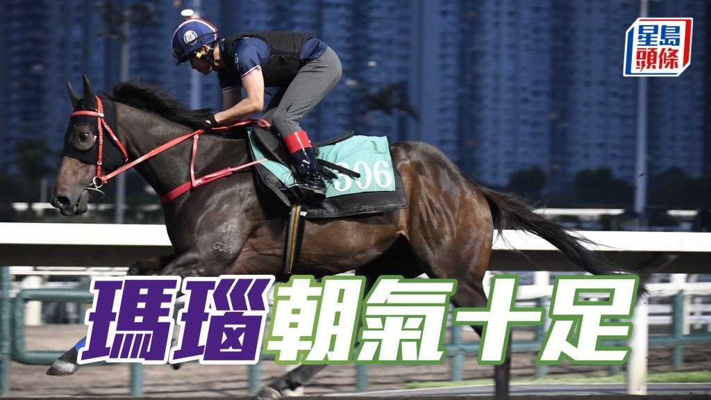 「瑪瑙」戴頭罩由助手跳兩段，一貫潛低馬頸，步順有朝氣，馬身脹卜卜。