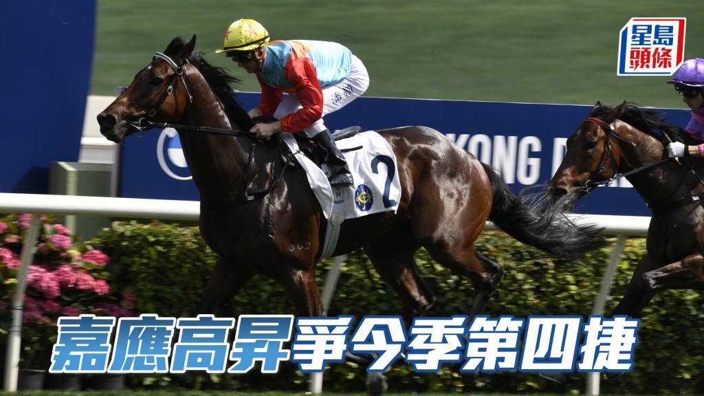 「嘉應高昇」周日將再以佳態出賽，力爭今季第四場頭馬。