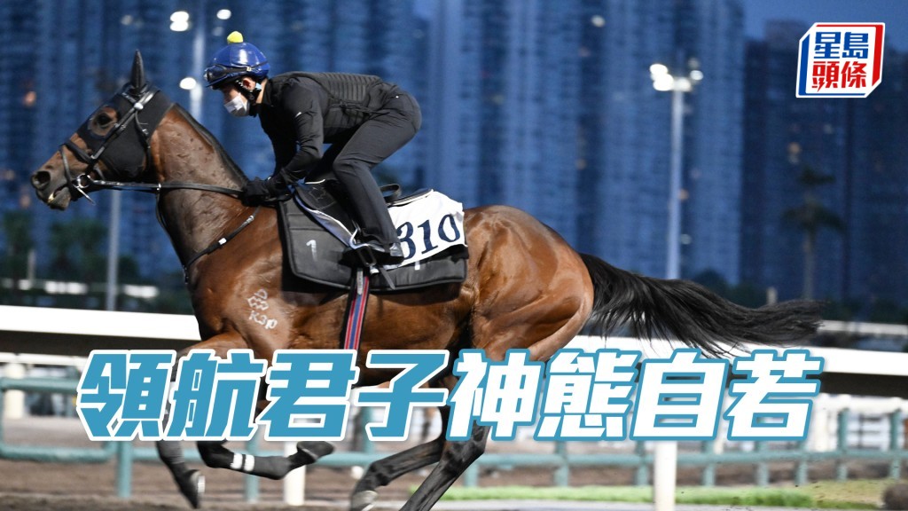 「领航君子」身靓实净力度充足，具备争胜水准。