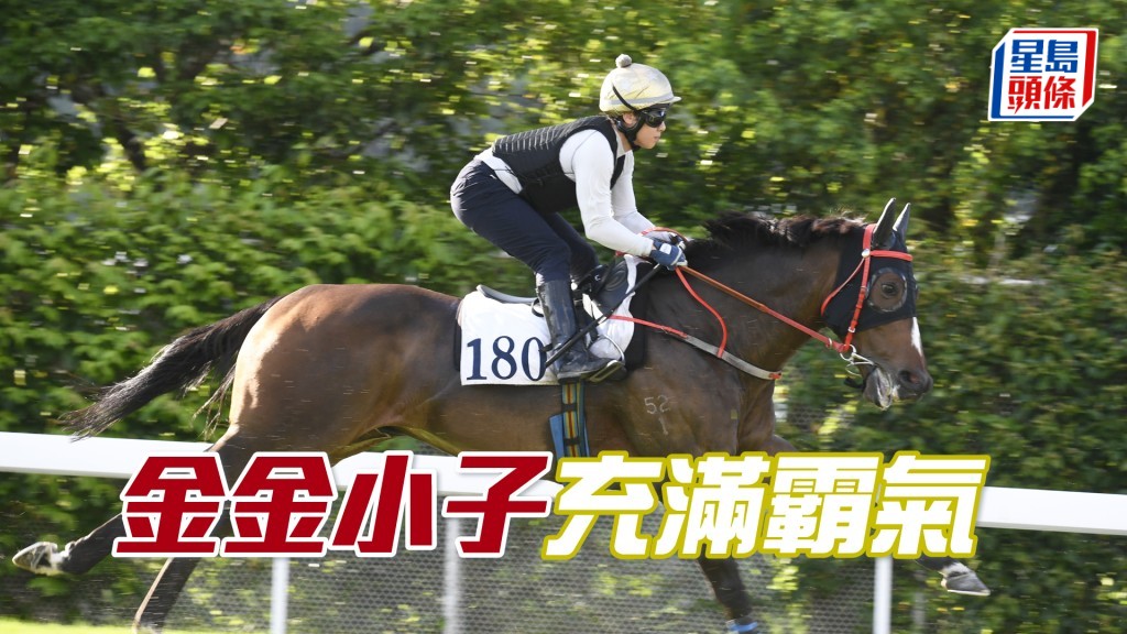 「金金小子」雙耳豎起目光銳利，近況相當出色。