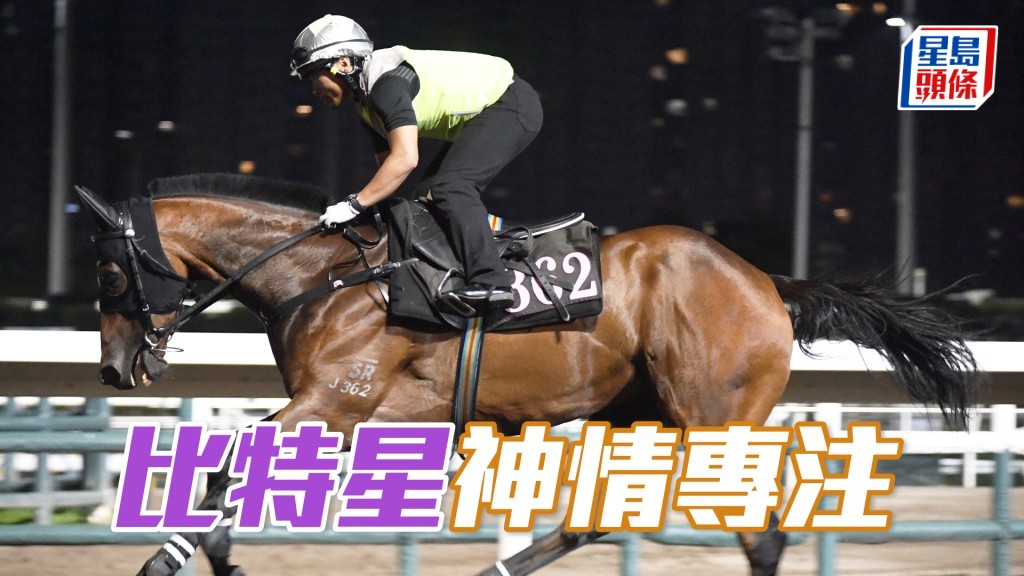 「比特星」展步暢順毛色亮澤，轉倉操足有好感。