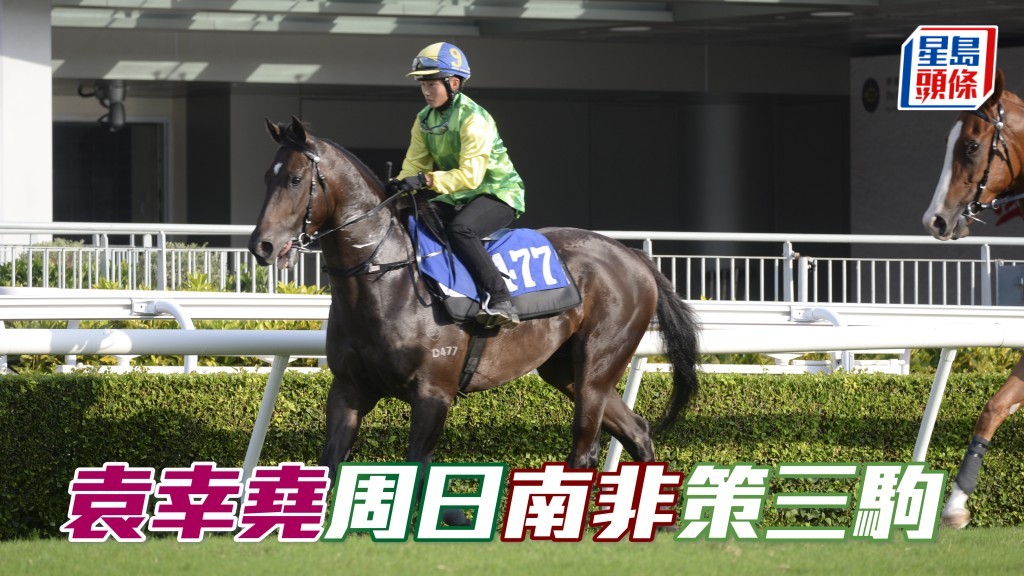 袁幸堯 (圖) 將於本周日在德班維爾馬場策騎三駒上陣,其中一匹坐騎Navaseven出自冠軍的史奈斯馬房;另一匹Dame Of Trix則由桂福特的兒子桂輝定訓練。
