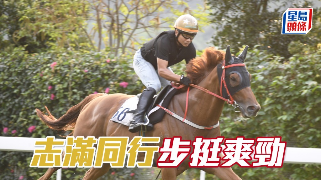 「志滿同行」馬身壯到不得了，佳態保持氣勢旺盛。