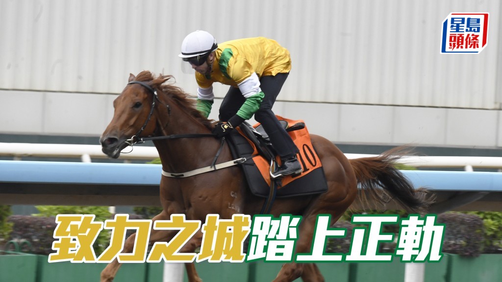  「致力之城」全程岳高頭走好神氣，馬身更壯力度再增強。